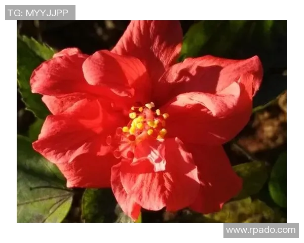 何思雨的成长之路：从平凡到卓越的心灵探索与人生启示